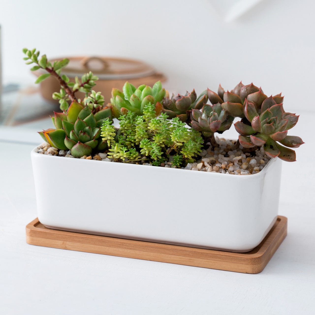 bamboo succulent planter Succulent Planters Flower Pot Bamboo Set
