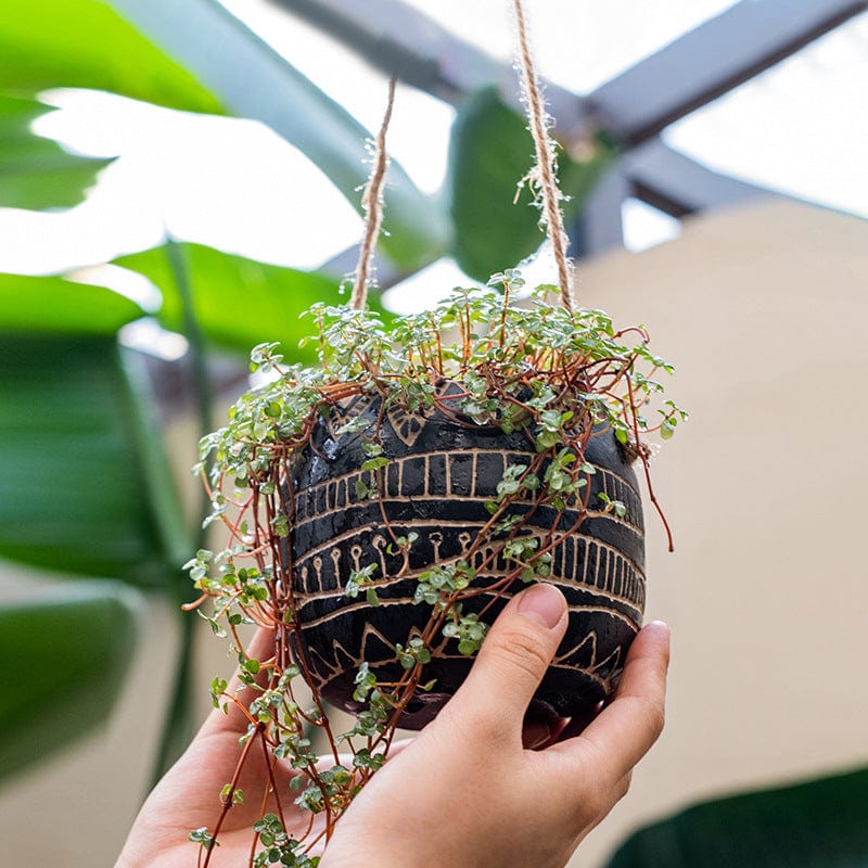 indoor hanging succulent garden Hanging Succulent Planter