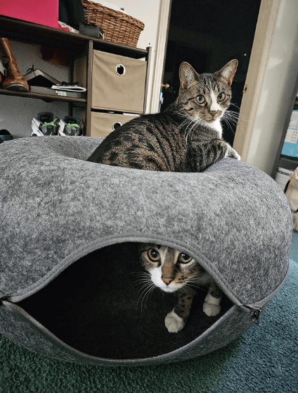 Premium Cat Cave